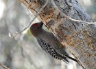 Gila Woodpecker (7)