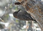 Gila Woodpecker (8)