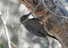 Gila Woodpecker (9)