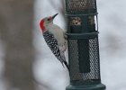 101Red-bellied Woodpecker