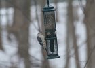 Red-bellied Woodpecker (1)