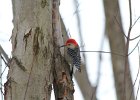 Red-bellied Woodpecker (10)