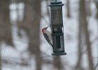 Red-bellied Woodpecker (2)