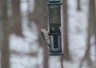 Red-bellied Woodpecker (3)