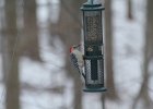 Red-bellied Woodpecker (4)