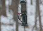 Red-bellied Woodpecker (5)