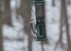Red-bellied Woodpecker (6)