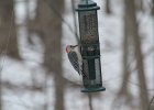 Red-bellied Woodpecker (7)