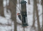 Red-bellied Woodpecker (8)