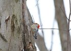 Red-bellied Woodpecker (9)