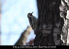047 - 542 Yellow-bellied Sapsucker