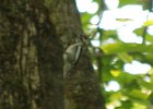 101Yellow-bellied Sapsucker (2)