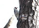 101Yellow-bellied Sapsucker