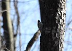 Yellow-bellied Sapsucker (1)