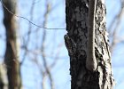 Yellow-bellied Sapsucker (10)