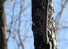 Yellow-bellied Sapsucker (11)