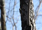 Yellow-bellied Sapsucker (12)