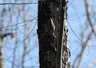 Yellow-bellied Sapsucker (13)