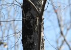 Yellow-bellied Sapsucker (14)