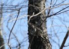 Yellow-bellied Sapsucker (16)