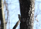 Yellow-bellied Sapsucker (2)