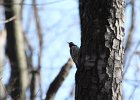 Yellow-bellied Sapsucker (3)