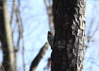 Yellow-bellied Sapsucker (4)
