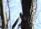 Yellow-bellied Sapsucker (6)