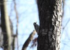 Yellow-bellied Sapsucker (7)