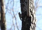 Yellow-bellied Sapsucker (9)