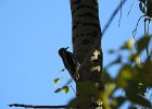 Red-naped Sapsucker (12)
