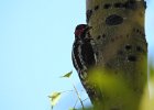 Red-naped Sapsucker (13)