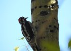 Red-naped Sapsucker (14)