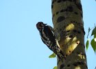 Red-naped Sapsucker (16)