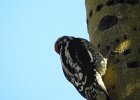 Red-naped Sapsucker (18)