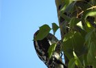 Red-naped Sapsucker (19)