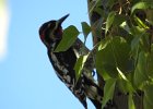 Red-naped Sapsucker (20)