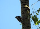 Red-naped Sapsucker (22)