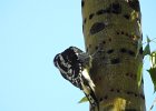 Red-naped Sapsucker (23)