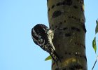 Red-naped Sapsucker (24)