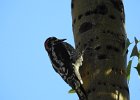Red-naped Sapsucker (25)