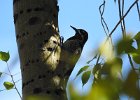 Red-naped Sapsucker (26)