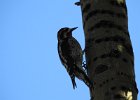Red-naped Sapsucker (27)