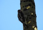 Red-naped Sapsucker (28)