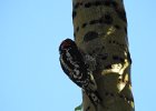 Red-naped Sapsucker (29)