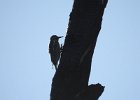 Red-naped Sapsucker (33)