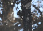 Red-naped Sapsucker (36)