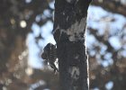 Red-naped Sapsucker (38)