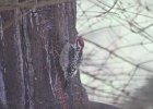 Red-naped Sapsucker (4)