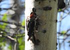 Red-naped Sapsucker (40)